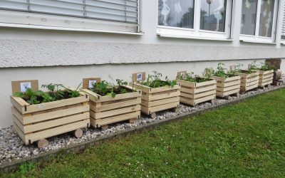 Garden box